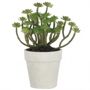 Durie Potted Artificial Succulents by Diaz Design, a Plants for sale on Style Sourcebook