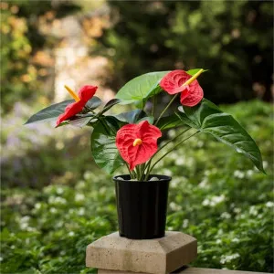 Artificial Three Head Flamingo Lily Plant by FLH, a Plants for sale on Style Sourcebook