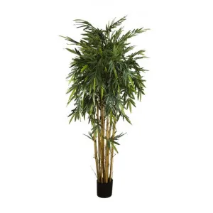 Artificial New Bamboo, 220cm by Florabelle, a Plants for sale on Style Sourcebook