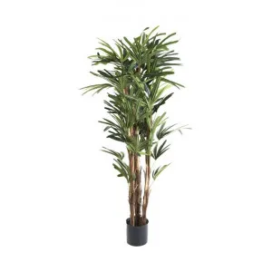 Artificial Raphis Palm, 150cm by Florabelle, a Plants for sale on Style Sourcebook