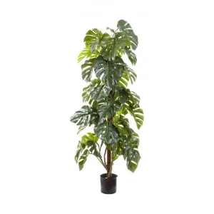 Artificial Split Leaf Philodendron, 180cm by Florabelle, a Plants for sale on Style Sourcebook