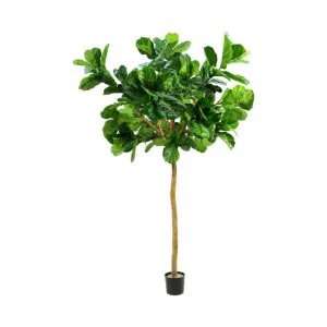 Potted Artificial Fiddle Leaf Tree, 320cm by Florabelle, a Plants for sale on Style Sourcebook