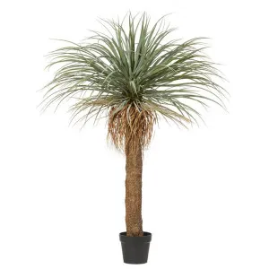 Potted Artificial Grass Tree, 145cm by Rogue, a Plants for sale on Style Sourcebook