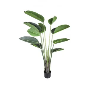 Potted Artificial Bird of Paradise Plant, 150cm by Florabelle, a Plants for sale on Style Sourcebook