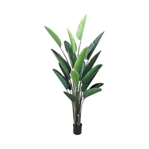Potted Artificial Bird of Paradise Plant, 250cm by Florabelle, a Plants for sale on Style Sourcebook