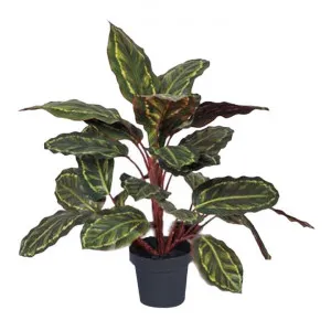 Potted Artificial Calathea Plant, 50cm by Want GiftWare, a Plants for sale on Style Sourcebook