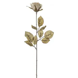 Artificial Dried Rose Stem, Set of 6, Ivory by Casa Bella, a Plants for sale on Style Sourcebook