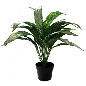 Botanic Lifestyles Artificial Dieffenbachia Tree 65cm by Botanic lifestyle, a Plants for sale on Style Sourcebook