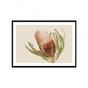 Banksia Native Living Art Flower 1 in Ivory Fine Art | FRAMED Black Boxed Frame A3 (29.7cm x 42cm) With White Border Landscape by Luxe Mirrors, a Artwork & Wall Decor for sale on Style Sourcebook