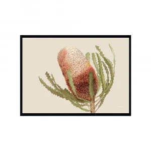 Banksia Native Living Art Flower 1 in Ivory Fine Art | FRAMED Black Boxed Frame A3 (29.7cm x 42cm) No White Border Landscape by Luxe Mirrors, a Artwork & Wall Decor for sale on Style Sourcebook