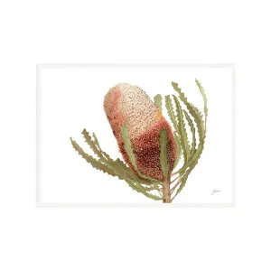 Banksia Native Living Art Flower 1 in White Fine Art | FRAMED White Boxed Frame A3 (29.7cm x 42cm) Landscape by Luxe Mirrors, a Artwork & Wall Decor for sale on Style Sourcebook