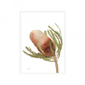 Banksia Native Living Art Flower 1 in White Fine Art | FRAMED White Boxed Frame A3 (29.7cm x 42cm) Portrait by Luxe Mirrors, a Artwork & Wall Decor for sale on Style Sourcebook