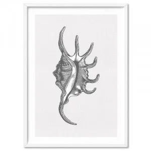 Sea Shells in Grey | Spider Conch - Art Print by Print and Proper, a Prints for sale on Style Sourcebook