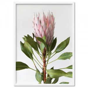 Queen Protea Portrait - Art Print by Print and Proper, a Prints for sale on Style Sourcebook