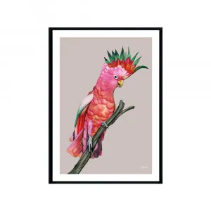 Mardi the Colourful Cockatoo Fine Art Print | FRAMED Black Boxed Frame A3 (29.7cm x 42cm) With White Border by Luxe Mirrors, a Artwork & Wall Decor for sale on Style Sourcebook