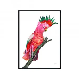 Mardi the Colourful Cockatoo Fine Art Print | FRAMED Black Boxed Frame A3 (29.7cm x 42cm) No White Border by Luxe Mirrors, a Artwork & Wall Decor for sale on Style Sourcebook