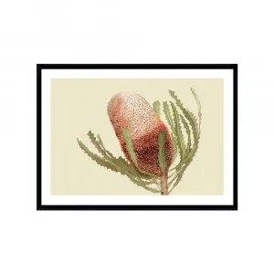 Banksia Native Living Art Flower 1 in Pale Sage Fine Art | FRAMED Black Boxed Frame A3 (29.7cm x 42cm) With White Border Landscape by Luxe Mirrors, a Artwork & Wall Decor for sale on Style Sourcebook