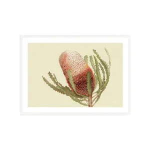 Banksia Native Living Art Flower 1 in Pale Sage Fine Art | FRAMED White Boxed Frame A3 (29.7cm x 42cm) With White Border Landscape by Luxe Mirrors, a Artwork & Wall Decor for sale on Style Sourcebook