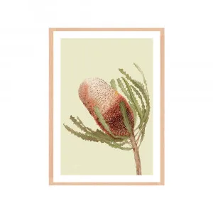 Banksia Native Living Art Flower 1 in Pale Sage Fine Art | FRAMED Tasmanian Oak Boxed Frame A3 (29.7cm x 42cm) With White Border Portrait by Luxe Mirrors, a Artwork & Wall Decor for sale on Style Sourcebook