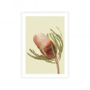 Banksia Native Living Art Flower 1 in Pale Sage Fine Art | FRAMED White Boxed Frame A3 (29.7cm x 42cm) With White Border Portrait by Luxe Mirrors, a Artwork & Wall Decor for sale on Style Sourcebook