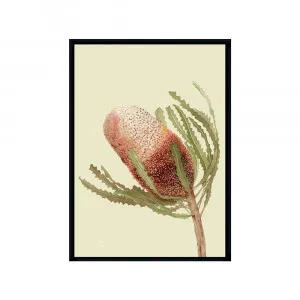 Banksia Native Living Art Flower 1 in Pale Sage Fine Art | FRAMED Black Boxed Frame A3 (29.7cm x 42cm) No White Border Portrait by Luxe Mirrors, a Artwork & Wall Decor for sale on Style Sourcebook