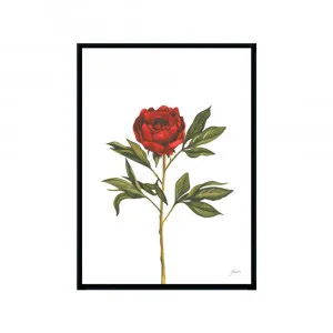 Single Peony in Deep Red Maroon Burgundy Living Fine Art Print | FRAMED Black Boxed Frame A3 (29.7cm x 42cm) by Luxe Mirrors, a Artwork & Wall Decor for sale on Style Sourcebook