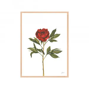 Single Peony in Deep Red Maroon Burgundy Living Fine Art Print | FRAMED Tasmanian Oak Boxed Frame A3 (29.7cm x 42cm) by Luxe Mirrors, a Artwork & Wall Decor for sale on Style Sourcebook