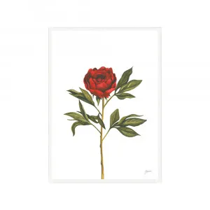 Single Peony in Deep Red Maroon Burgundy Living Fine Art Print | FRAMED White Boxed Frame A3 (29.7cm x 42cm) by Luxe Mirrors, a Artwork & Wall Decor for sale on Style Sourcebook