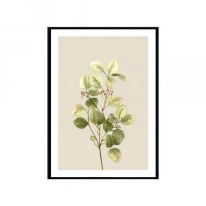 Eucalyptus Native Living 1 in Ivory Fine Art Print | FRAMED Black Boxed Frame A3 (29.7cm x 42cm) With White Border by Luxe Mirrors, a Artwork & Wall Decor for sale on Style Sourcebook