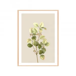 Eucalyptus Native Living 1 in Ivory Fine Art Print | FRAMED Tasmanian Oak Boxed Frame A3 (29.7cm x 42cm) With White Border by Luxe Mirrors, a Artwork & Wall Decor for sale on Style Sourcebook