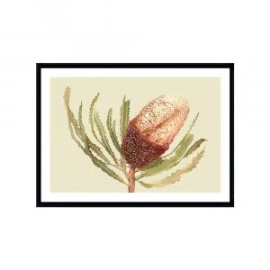 Banksia Native Living Art Flower 2 in Pale Sage Fine Art | FRAMED Black Boxed Frame A3 (29.7cm x 42cm) With White Border Landscape by Luxe Mirrors, a Artwork & Wall Decor for sale on Style Sourcebook