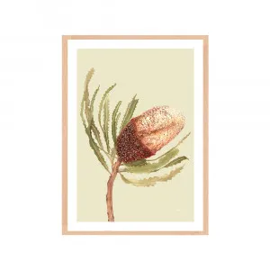 Banksia Native Living Art Flower 2 in Pale Sage Fine Art | FRAMED Tasmanian Oak Boxed Frame A3 (29.7cm x 42cm) With White Border Portrait by Luxe Mirrors, a Artwork & Wall Decor for sale on Style Sourcebook