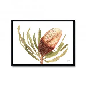 Banksia Native Living Art Flower 2 in White Fine Art | FRAMED Black Boxed Frame A3 (29.7cm x 42cm) Landscape by Luxe Mirrors, a Artwork & Wall Decor for sale on Style Sourcebook