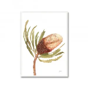 Banksia Native Living Art Flower 2 in White Fine Art | FRAMED White Boxed Frame A3 (29.7cm x 42cm) Portrait by Luxe Mirrors, a Artwork & Wall Decor for sale on Style Sourcebook