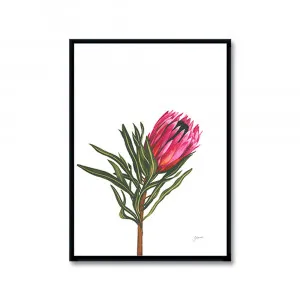 Protea 2 Living Fine Art Print | FRAMED Black Boxed Frame A3 (29.7cm x 42cm) by Luxe Mirrors, a Artwork & Wall Decor for sale on Style Sourcebook