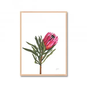 Protea 2 Living Fine Art Print | FRAMED Tasmanian Oak Boxed Frame A3 (29.7cm x 42cm) by Luxe Mirrors, a Artwork & Wall Decor for sale on Style Sourcebook