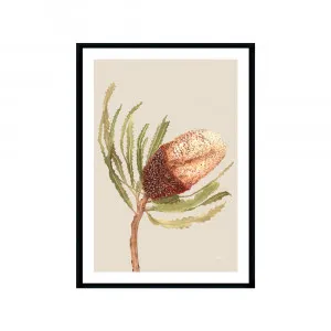 Banksia Native Living Art Flower 2 in Ivory Fine Art | FRAMED Black Boxed Frame A3 (29.7cm x 42cm) With White Border Portrait by Luxe Mirrors, a Artwork & Wall Decor for sale on Style Sourcebook