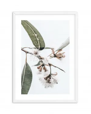 White Eucalyptus III by oliveetoriel.com, a Original Artwork for sale on Style Sourcebook