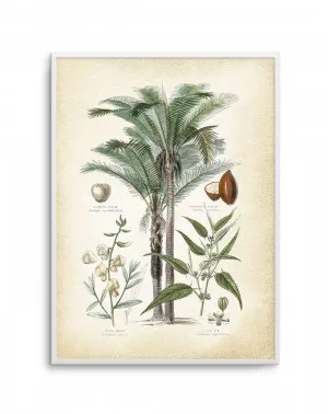 Hamptons Palm I by oliveetoriel.com, a Prints for sale on Style Sourcebook