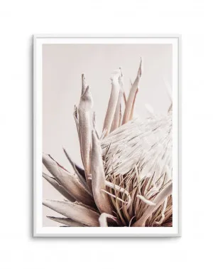 Nude Protea II by oliveetoriel.com, a Prints for sale on Style Sourcebook