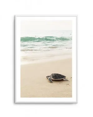 Little Turtle II by oliveetoriel.com, a Prints for sale on Style Sourcebook