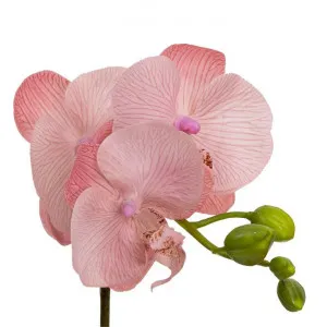 Nicolle Artificial Orchid in Glass Vase, 32cm, Light Mauve Flower by Glamorous Fusion, a Plants for sale on Style Sourcebook
