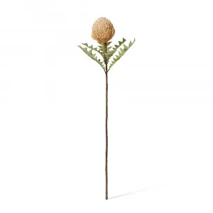 Banksia Baxteri Stem Beige - 20cm x 11cm x 69cm by James Lane, a Plants for sale on Style Sourcebook