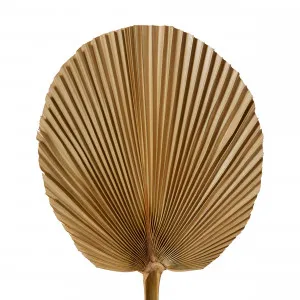 Dried Fan Palm Mini Steam Natural - 15cm x 1cm x 45cm by James Lane, a Plants for sale on Style Sourcebook