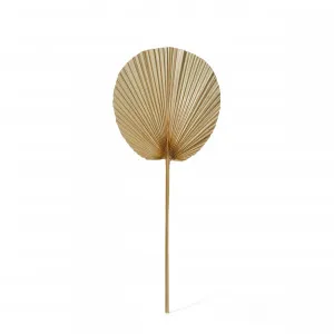 Dried Fan Palm Stem Natural - 30cm x 1cm x 73cm by James Lane, a Plants for sale on Style Sourcebook