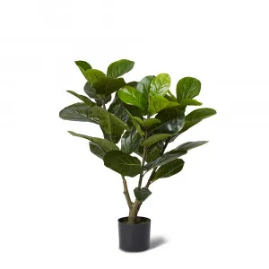 Fiddle Leaf Fig Tree - 50cm x 50cm x 90cm by James Lane, a Plants for sale on Style Sourcebook