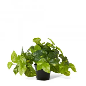 Golden Pothos Potted Plant Variegated - 35cm x 35cm x 24cm by James Lane, a Plants for sale on Style Sourcebook