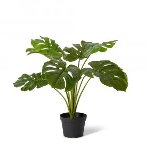 Monstera Plant Green - 60cm x 60cm x 60cm by James Lane, a Plants for sale on Style Sourcebook