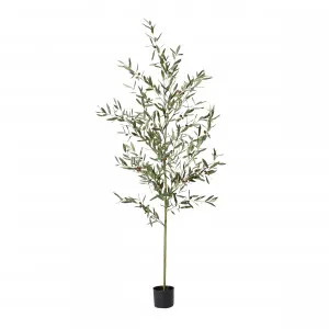 Olive Potted Tree Grey Green - 75cm x 75cm x 200cm by James Lane, a Plants for sale on Style Sourcebook