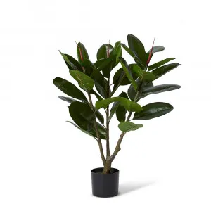 Rubber Tree Potted Plant - 90cm by James Lane, a Plants for sale on Style Sourcebook